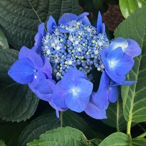 Meet your Posher, Chanelle